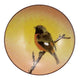 KUTANI SAKAZUKI DAURIAN REDSTART/ TOSHITO NAKAMURA